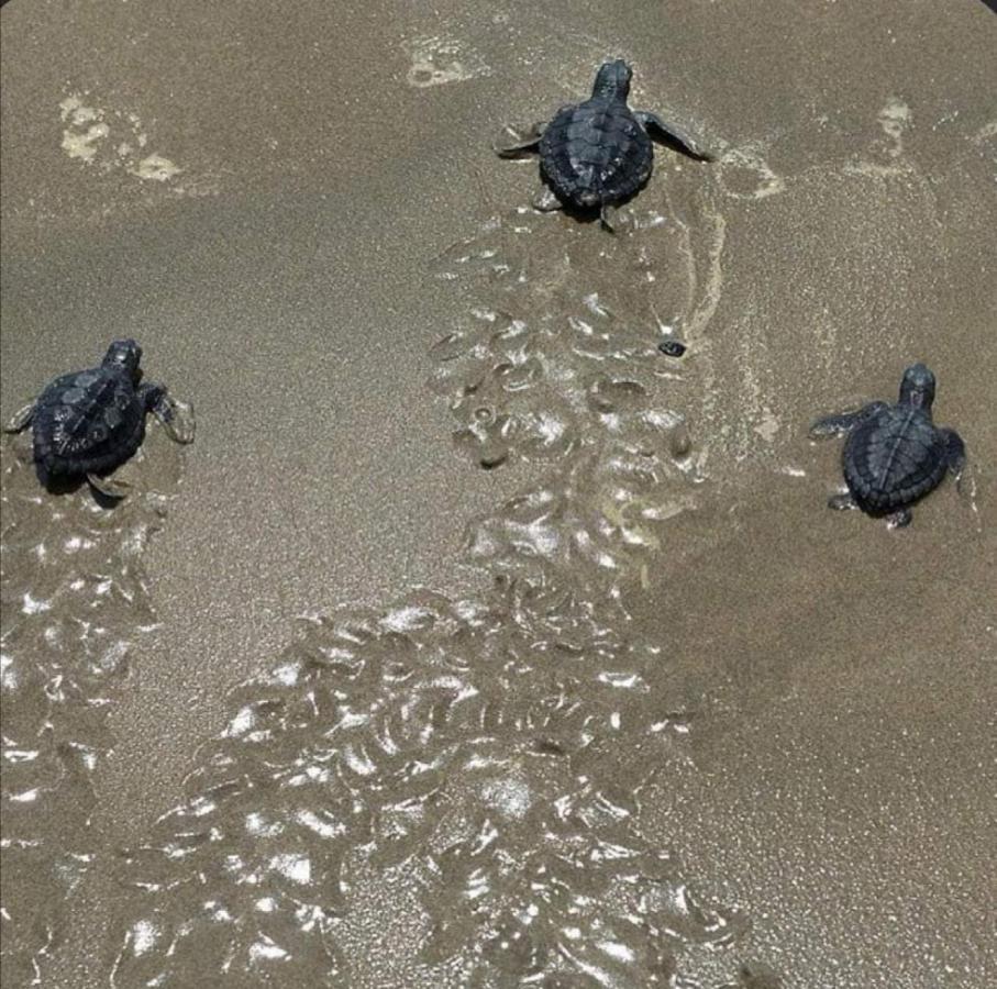 Turtle Guest House Szúr Kültér fotó