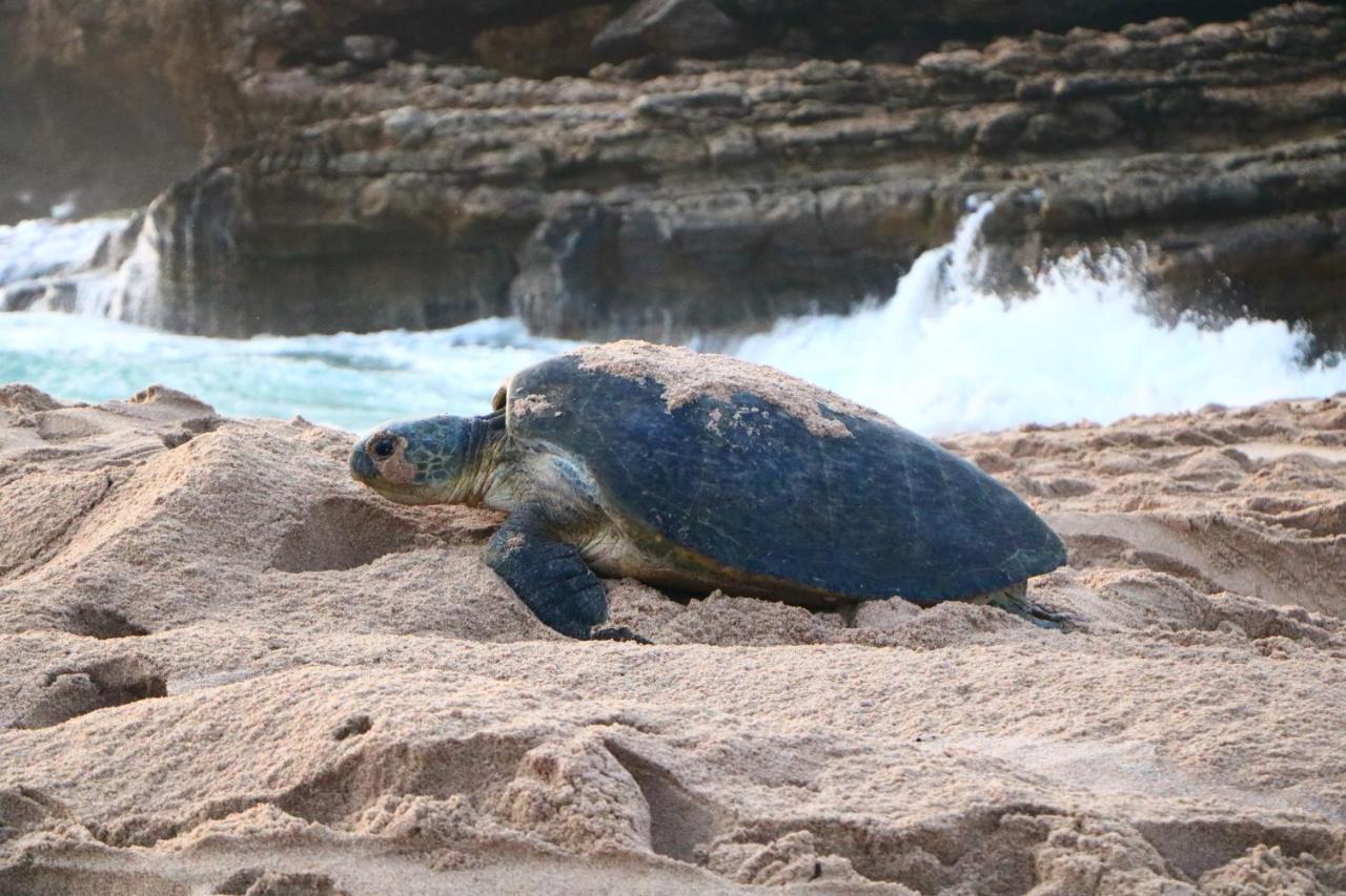 Turtle Guest House Szúr Kültér fotó