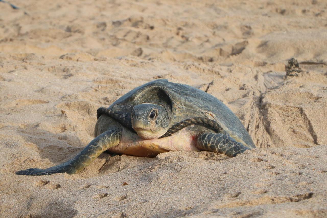 Turtle Guest House Szúr Kültér fotó