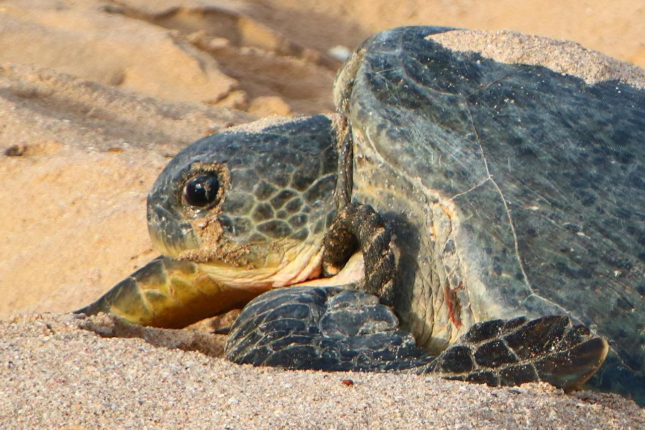 Turtle Guest House Szúr Kültér fotó